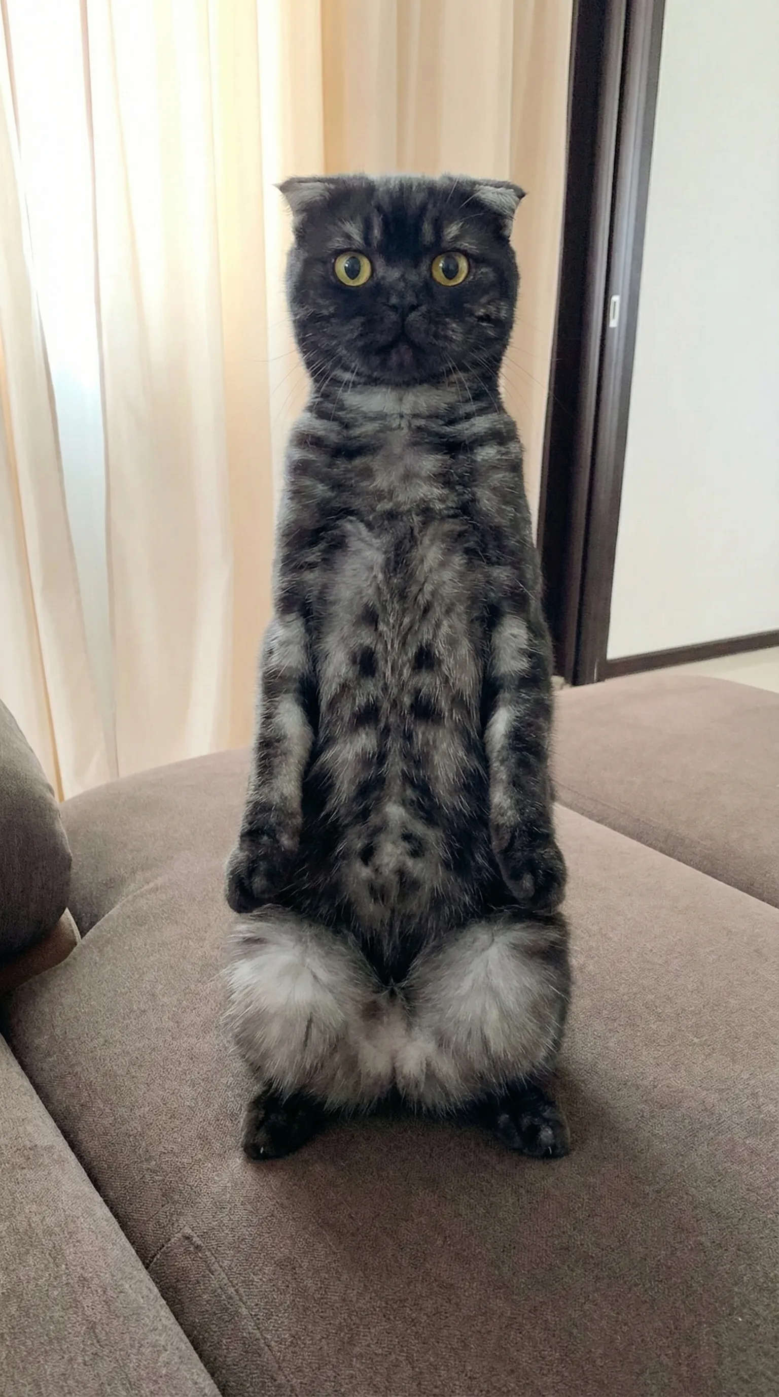 Кот танцует